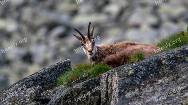 Chamoix Chamois Rupicapra Rupicapra Tatrica Endemit High Tatras