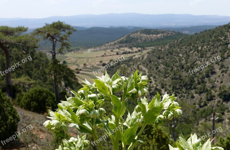 Plant Green Spring Valley Greenery