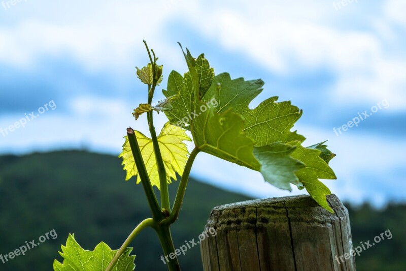 Wine Leaves Vine Winegrowing Vine Leaves