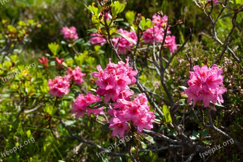 Alpine Rose Almrausch Flower Nature Mountain Flower