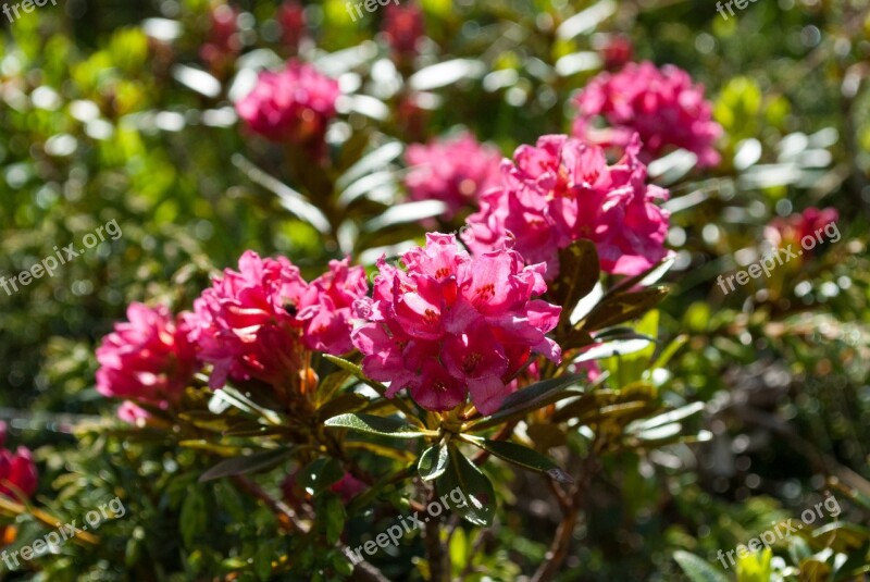 Alpine Rose Almrausch Flower Nature Mountain Flower