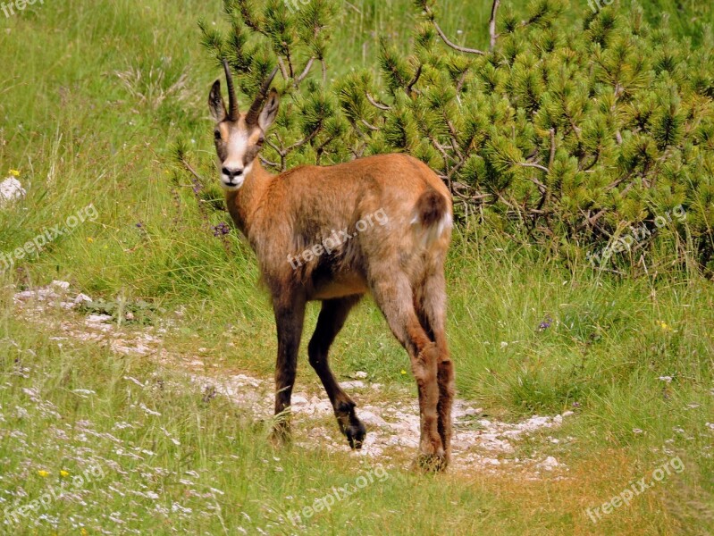 Chamois Trail Mountain Green Nature