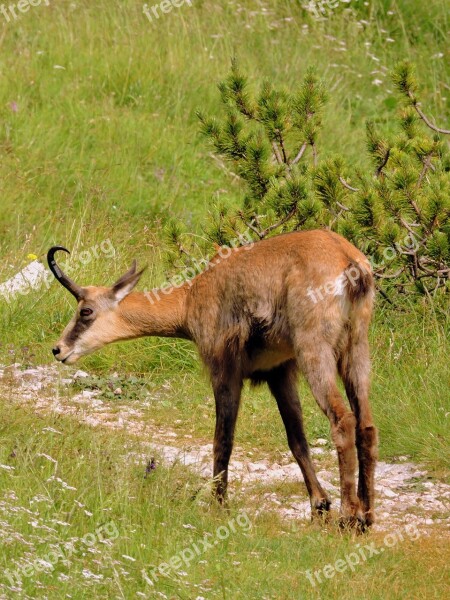 Chamois Sniff Trail Mountain Green