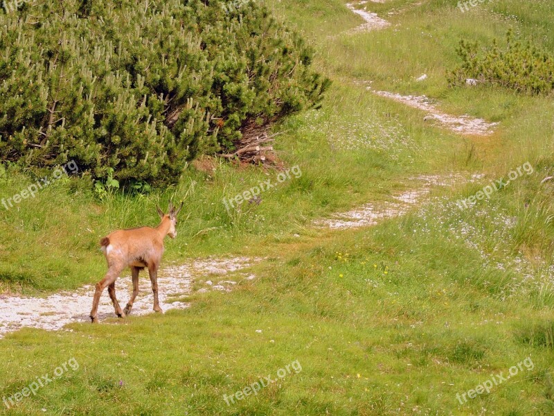 Chamois Trail Mountain Green Nature