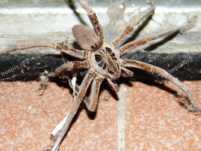 Wolf Spider Arachnid Pins Insect Eight Legs