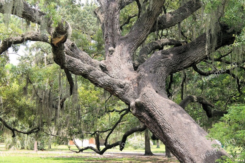 Gnarly Oak Big Tree Old Tree Tree Park