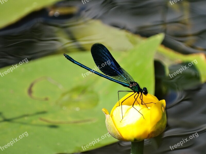 Ważka Insect Nature Free Photos