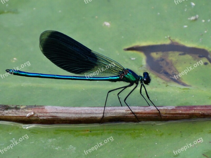 Ważka Insect Nature Closeup Free Photos