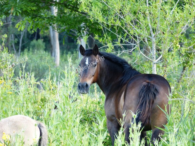 Horse Green Landscape Nature Prairie