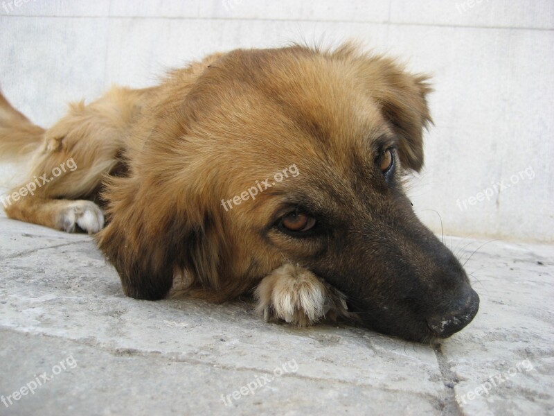 Sad Dog Child Road Dog Dog Eyes Free Photos