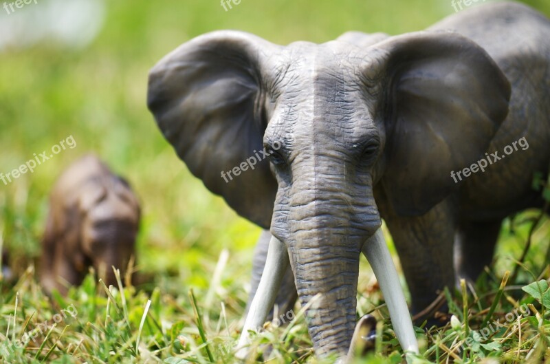 Elephants Toys Grass Free Photos