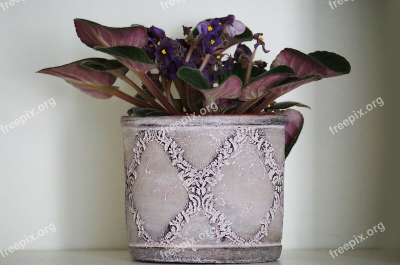 Flower Flower Pot Violet Room Free Photos