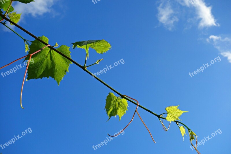 Creeper Ivy Plant Climbing Climber