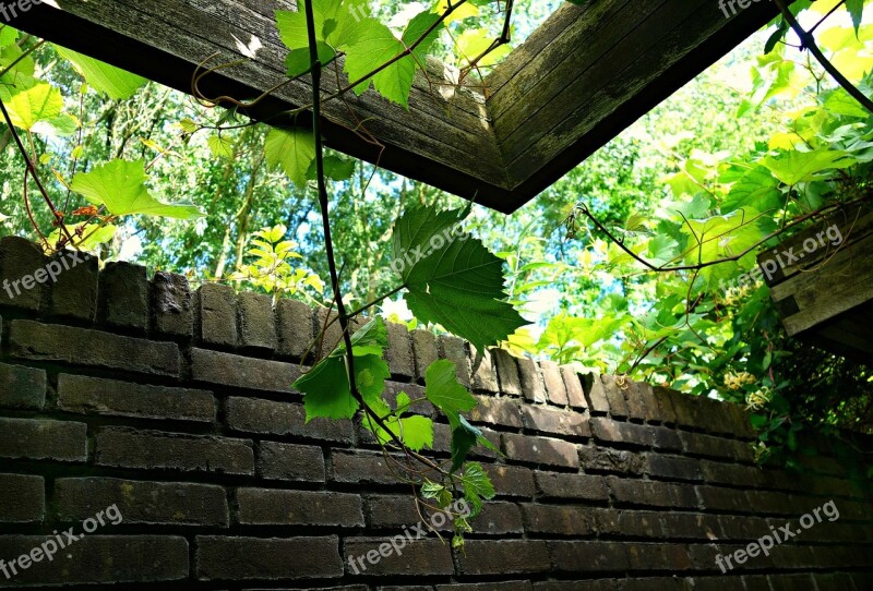 Ivy Vine Climber Twining Pergola