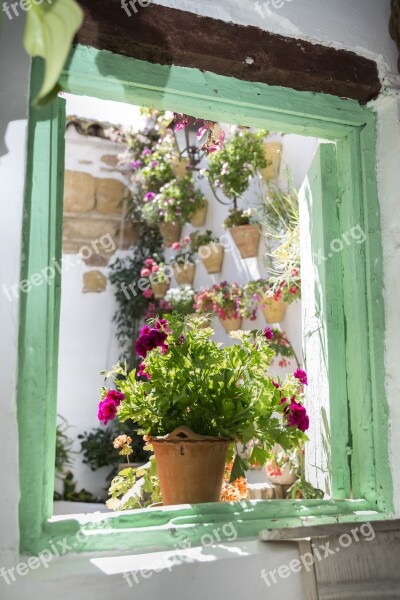 Flowerpot Plant Leaves Green Potted Plant