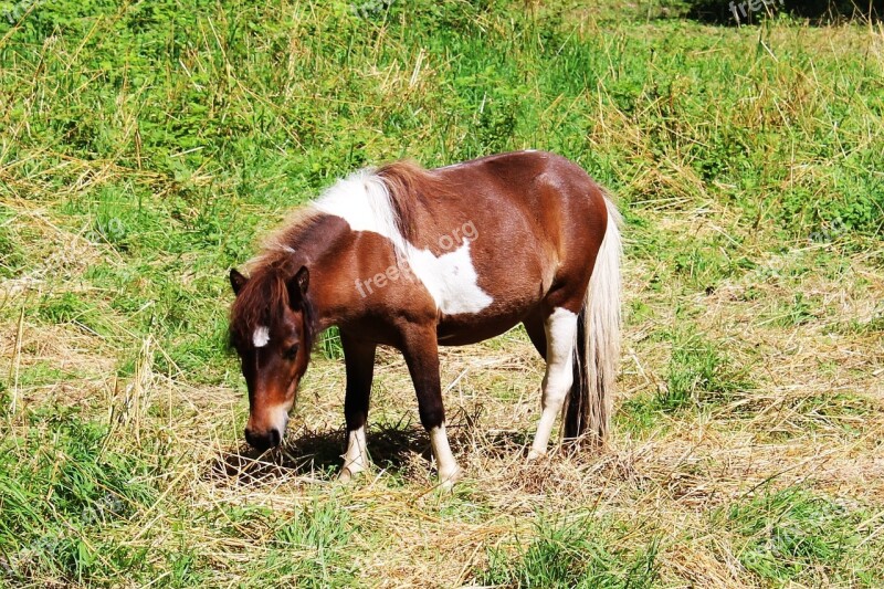 Pony Feed Eat Brown White