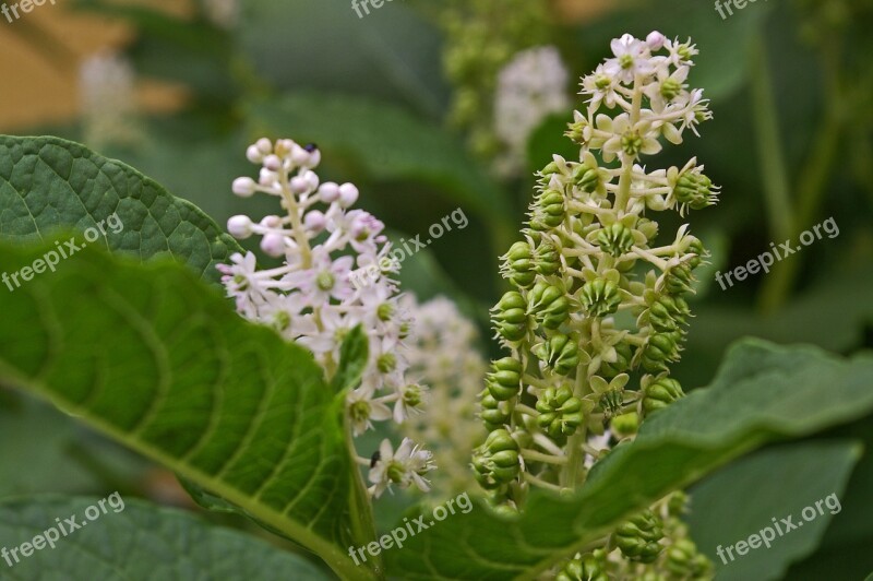 Pokeweed Berries Garden Toxic Bush