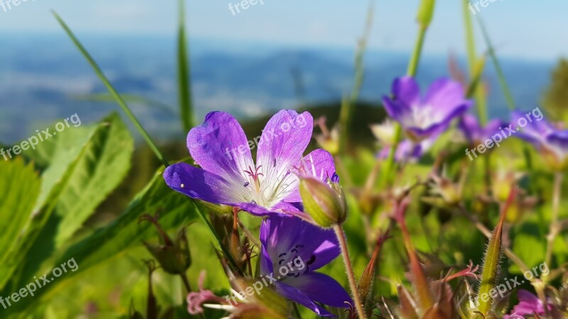 Mountain Flower Nature Flora Alpine Flower