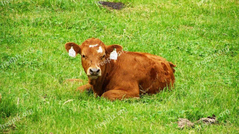 Brown Cow Pet Sitting Cattle Free Photos