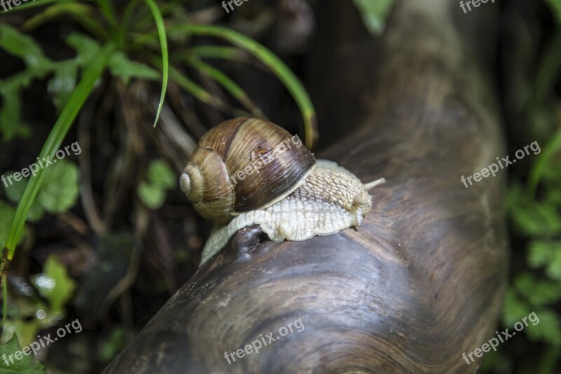 Snail Macro Nature Close Detail