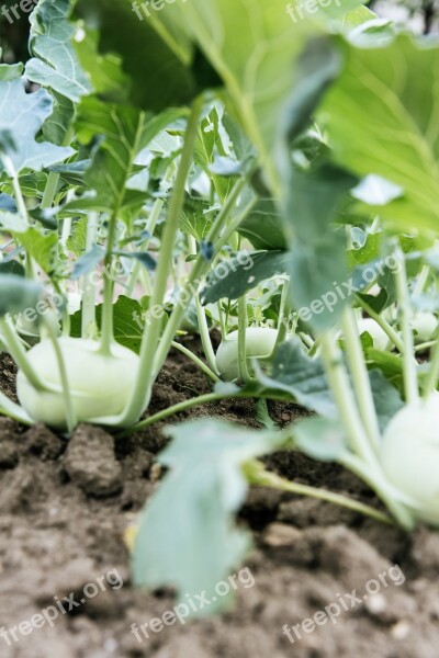 Kohlrabi Garden Cultivation Rearing Self Catering