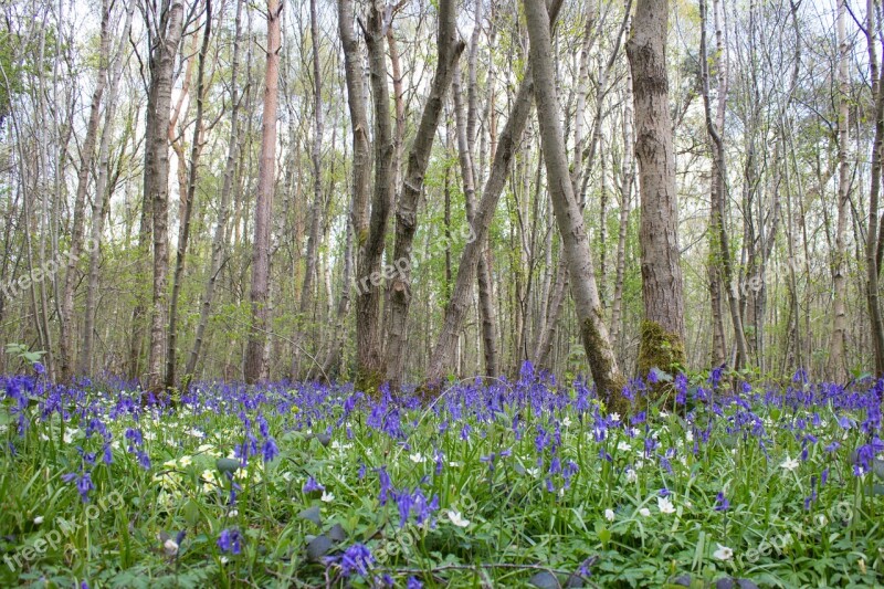 Bluebells Woods English Spring Blue