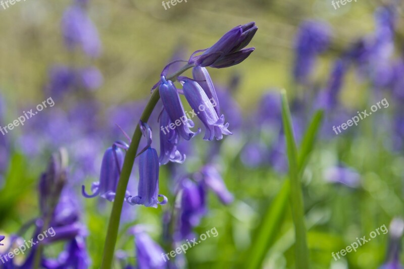 Bluebells Woods English Spring Blue