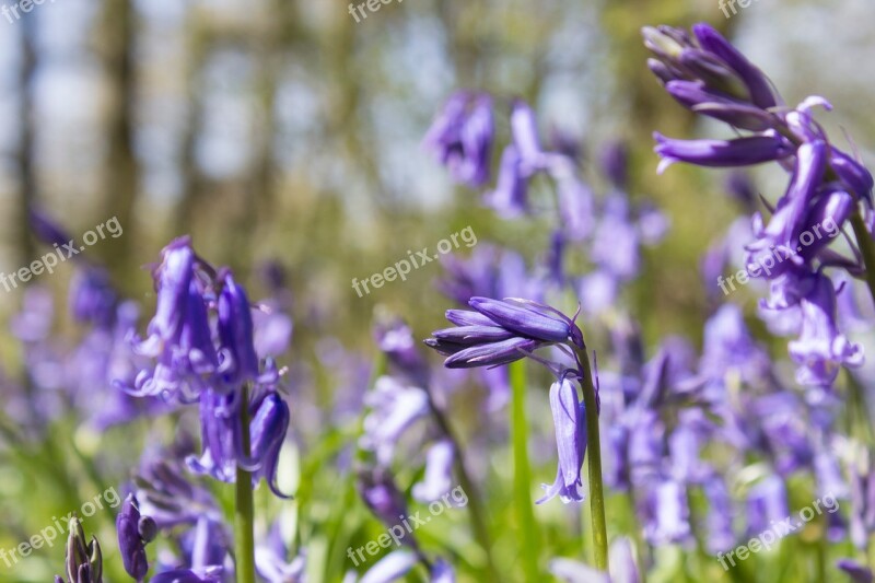 Bluebells Woods English Spring Blue