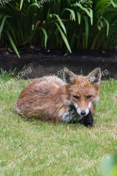 Fox Garden Summer England Wildlife