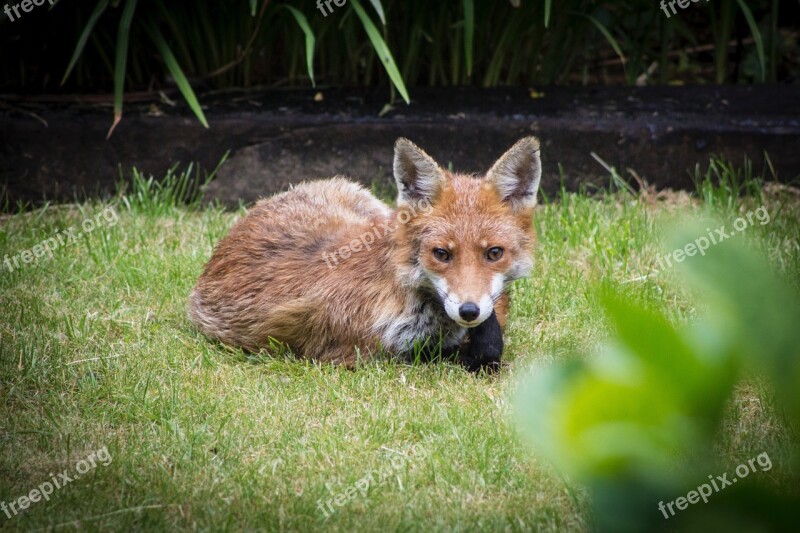 Fox Garden England Summer Animal