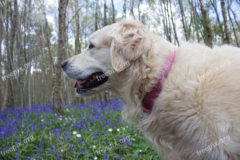 Bluebells Woods English Spring Blue