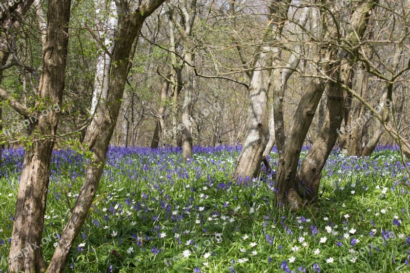 Bluebells Woods English Spring Blue