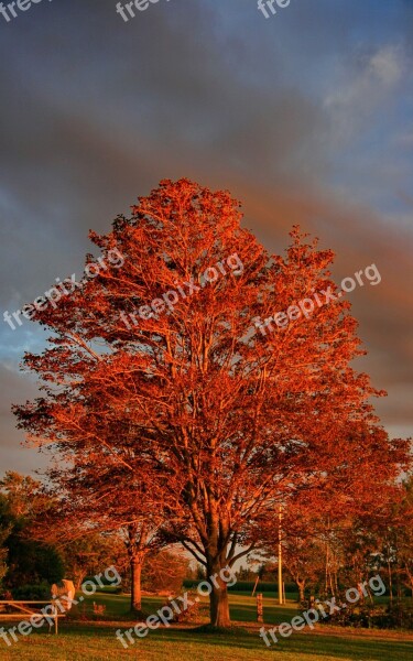 Golden Hour Fall Tree Sunset Free Photos