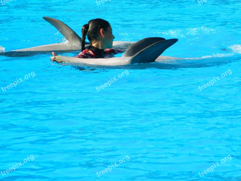 Animals Dolphin Marine Mammal Zoo Dolphinarium