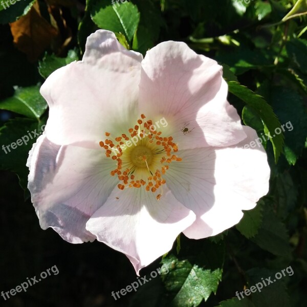 Wild Rose Morning Flower Pink Bright