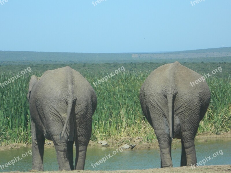 Elephant Nature South Africa Wild Life Savannah