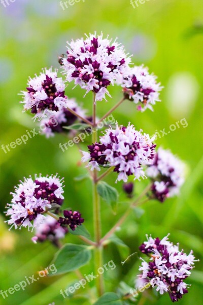 Origanum Vulgare Marjoram Flowers Flora Beautiful Flower