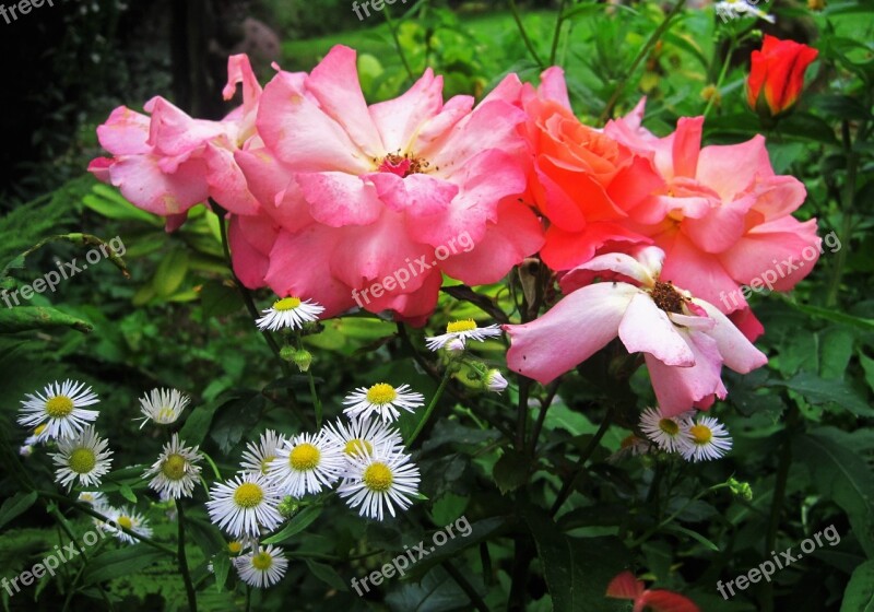 Cottage Garden Still Life Roses Rose Bloom Garden Roses