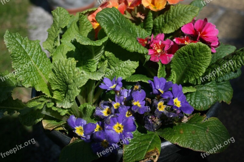 Primroses Primula Vulgaris Primula Flowers Spring