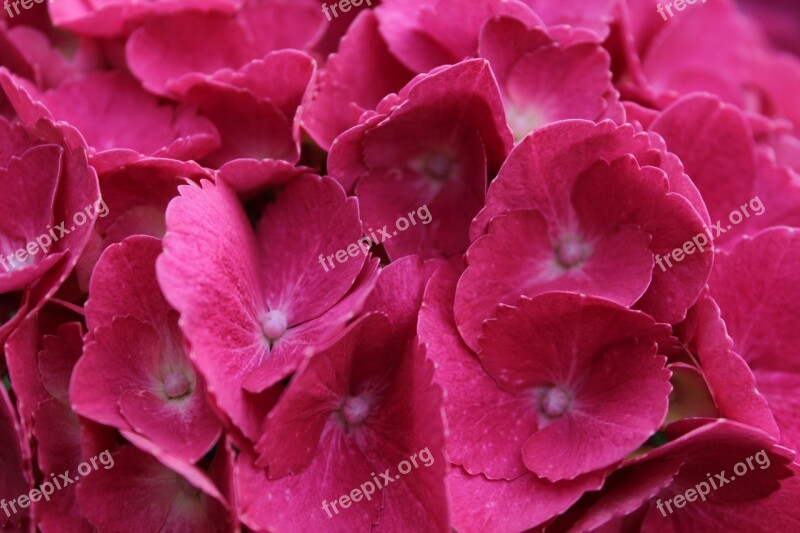 Hydrangea Pink Blossom Bloom Flower