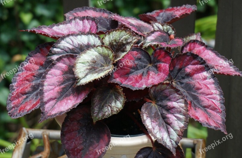 Red Kiss Rex Begonia Rex Begonia Begonia Potted Plant Houseplant