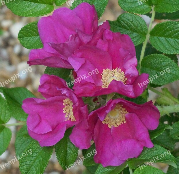 Rugosa Rose Quartet Rugosa Rose Rose Flower Blossom