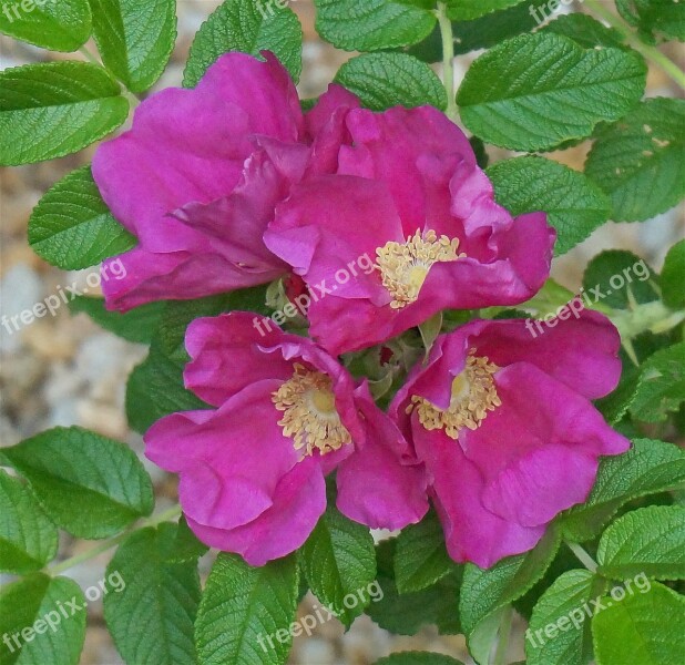 Rugosa Rose Quartet Rugosa Rose Rose Flower Blossom