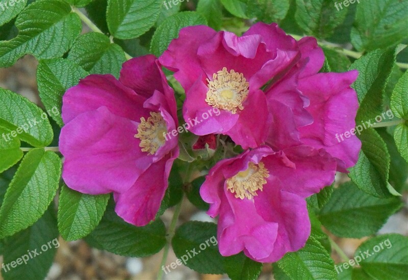 Rugosa Rose Quartet Rugosa Rose Rose Flower Blossom