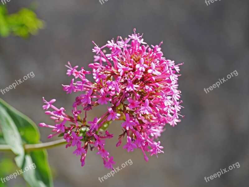 Alpine Shrub Roadside Heyday Panicle Pink-red