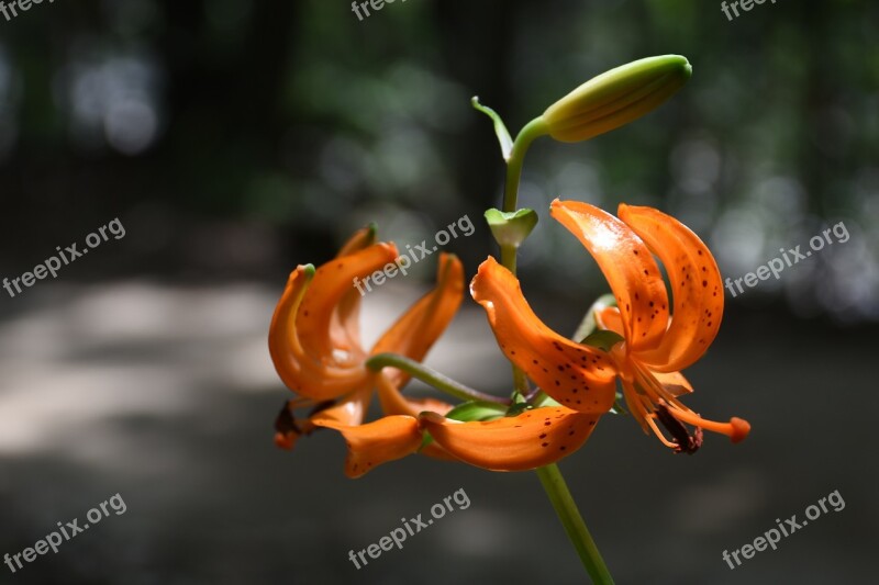 Wildflower Mountain Horse Naira Orange Color Free Photos