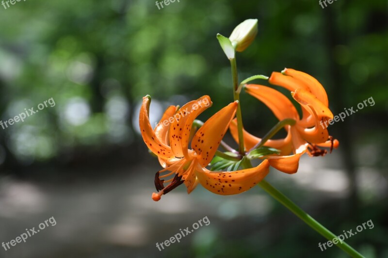 Wildflower Mountain Horse Naira Orange Color Free Photos