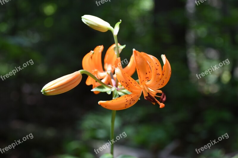 Wildflower Mountain Horse Naira Orange Color Free Photos