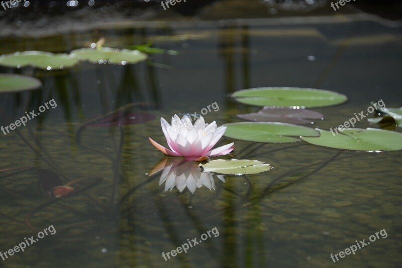 Water Lily Mirroring Garden Pond Blossom Bloom