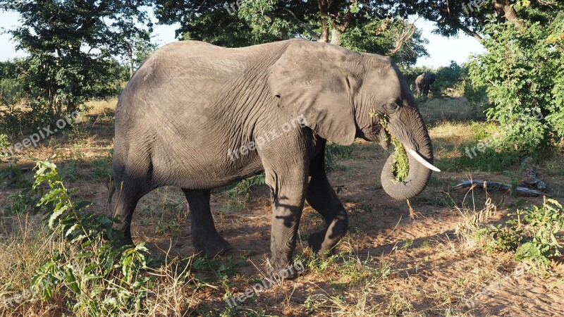 Animal Elephant Africa Safari Animals